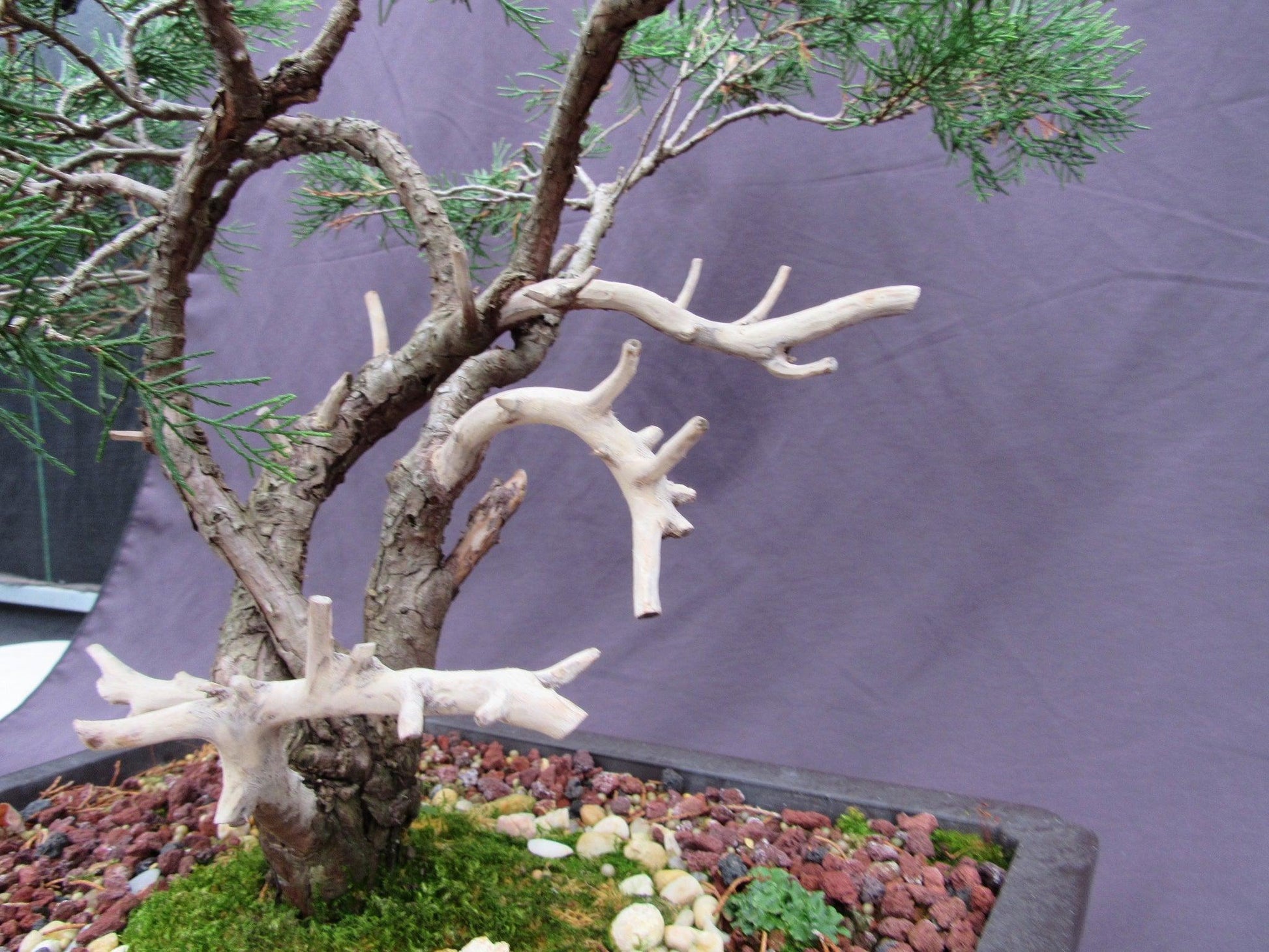 specimen bonsai tree 66-Year-Old Savin Juniper Bonsai