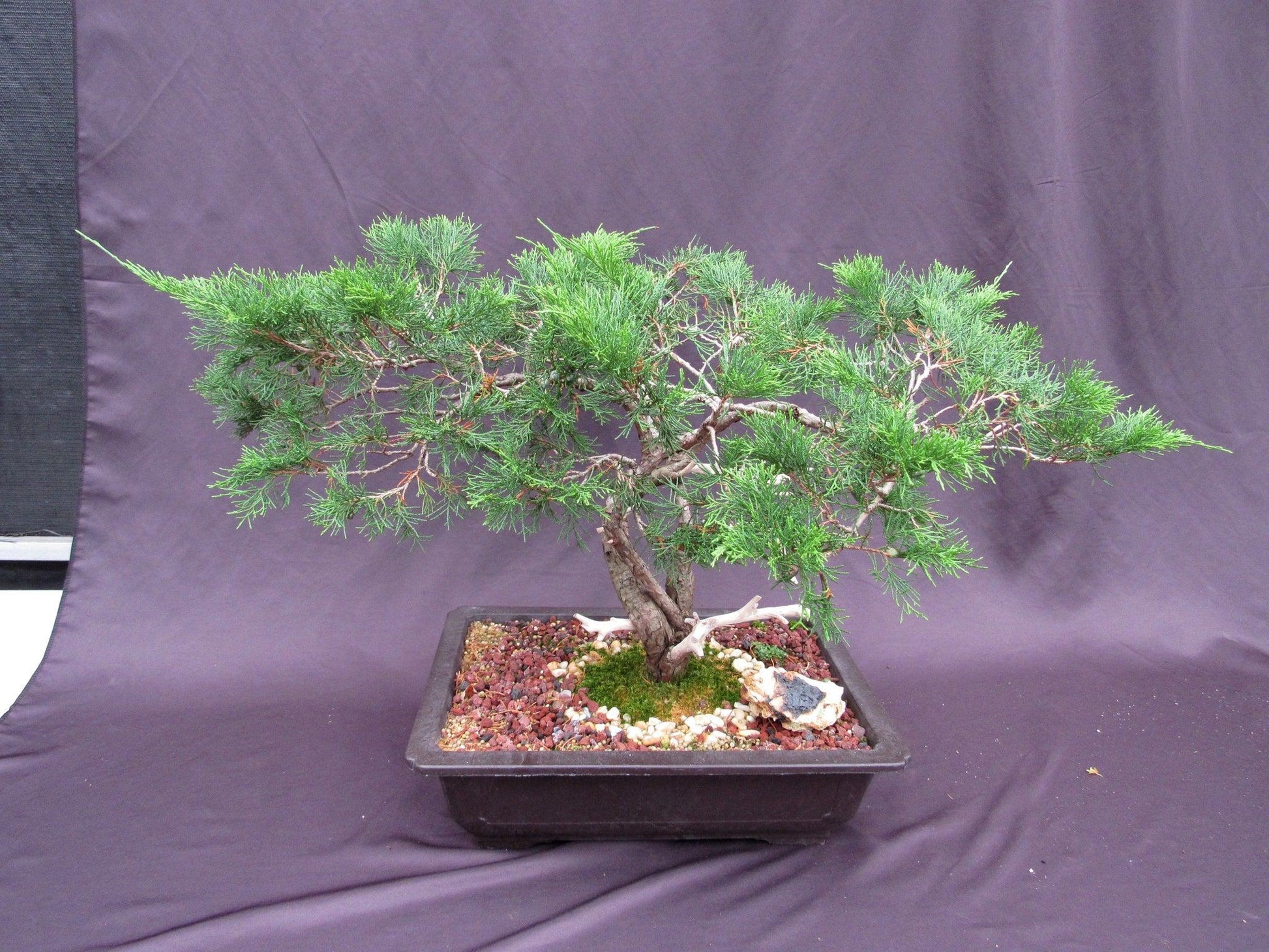 buy old bonsai tree 66-Year-Old Savin Juniper Bonsai