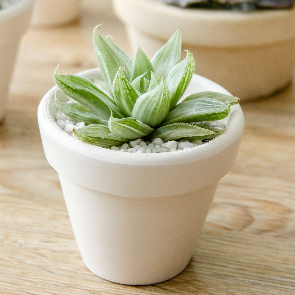 Haworthia White Ghost