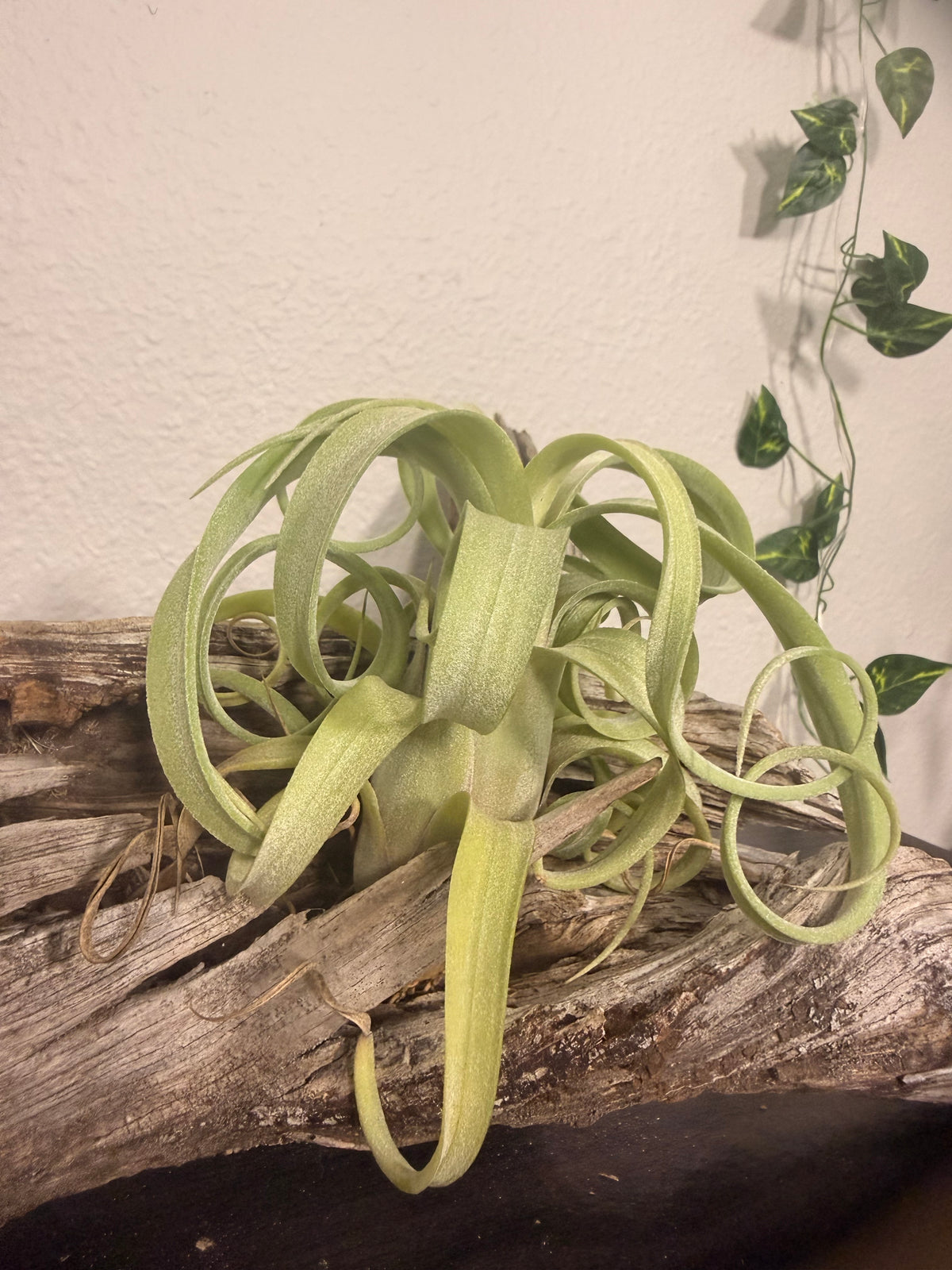 Curly Slim - Compact Air Plant - 5 to 7 Inches - Curling Leaves - Tillandsia - No Soil Required - Whimsical Features - Easy Care