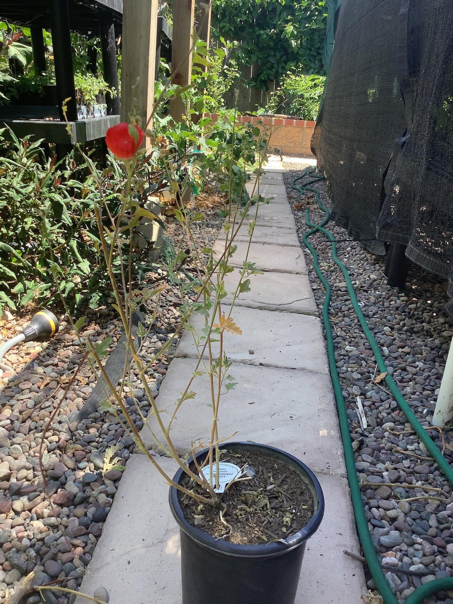 ‘Louis Hamilton' Apricot Mallow