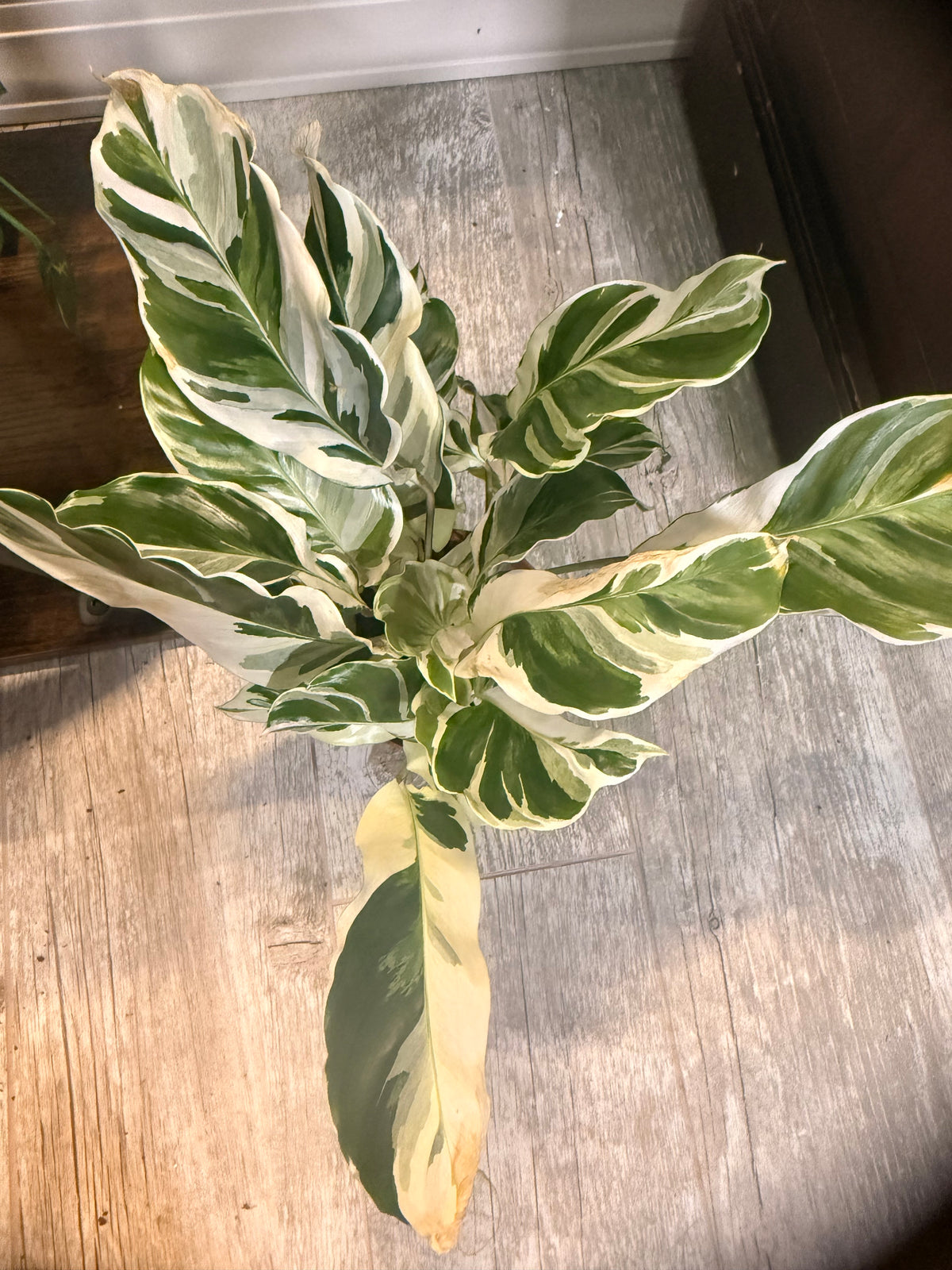 Calathea 'White Fusion' - Goeppertia lietzei White Fusion - Variegated Calathea - Rare Calathea - Pet Friendly Houseplant -
