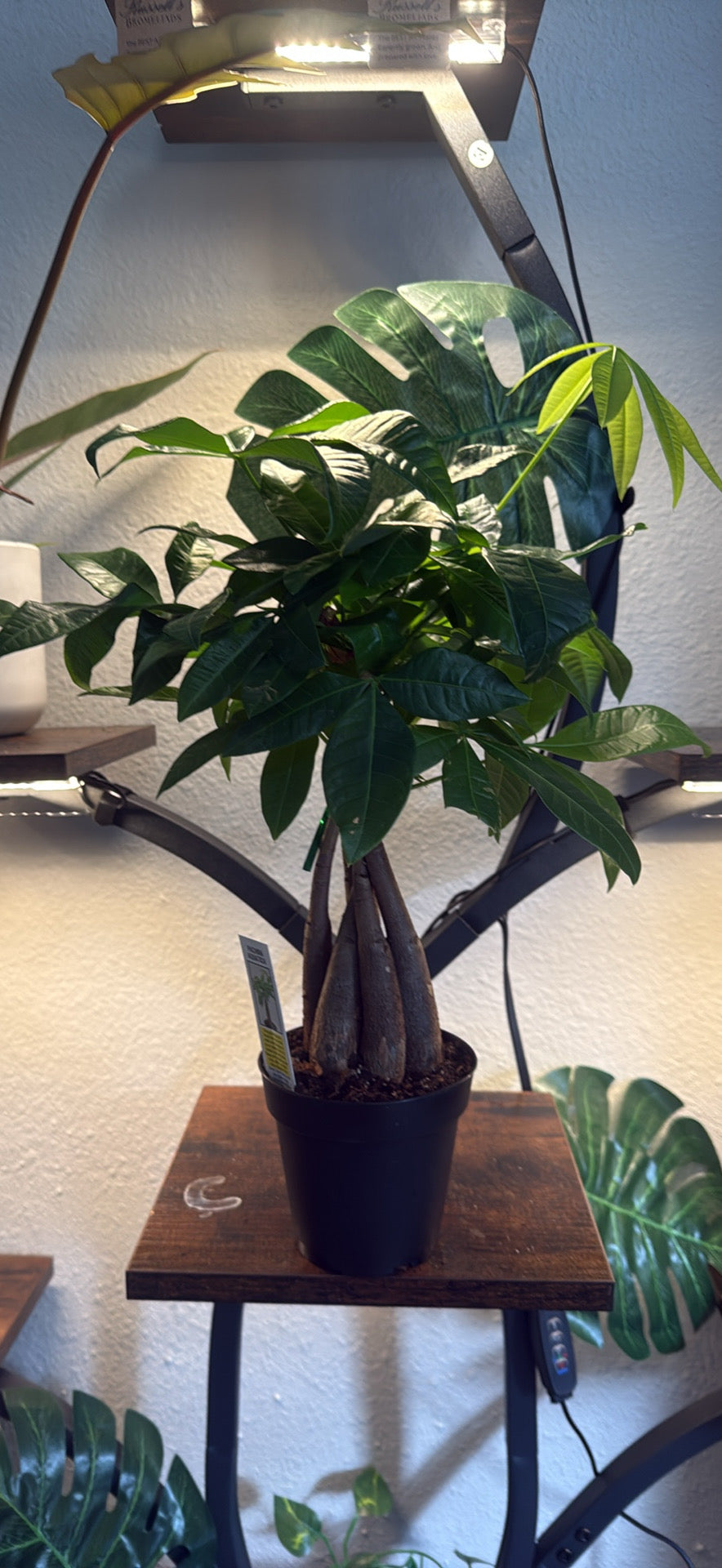 Braided Money Tree - 'Guiana Chestnut' - 3 Inch Nursery Pot- Tropical Houseplant - Pachira Braid - Good Luck Tree - Indoor Houseplant - Bright Indirect Light Plant -