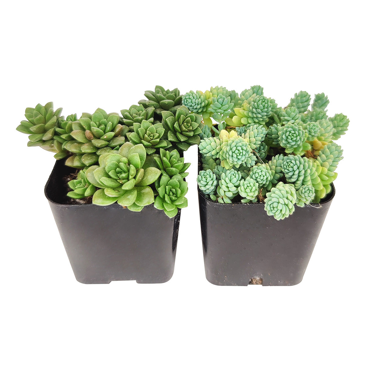 Sedum Succulent Pack