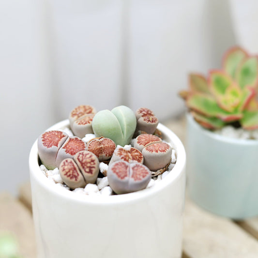 Lithops Living Stones