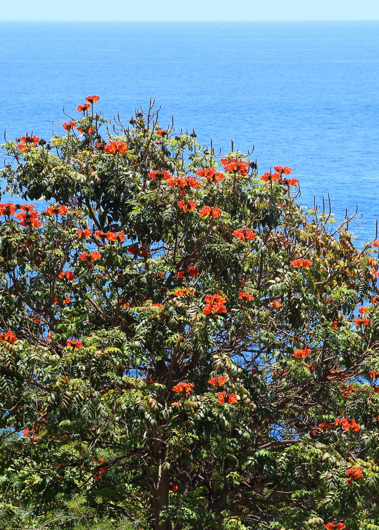 African Tulip Tree, Jamaican Donkey Pee Pee  (Spathodea campanulata)