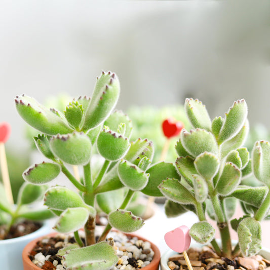 Cotyledon Tomentosa Bear Paw