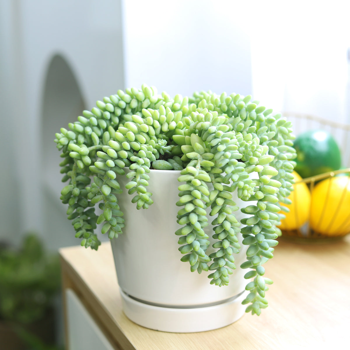 Sedum Donkey's Tail Succulent