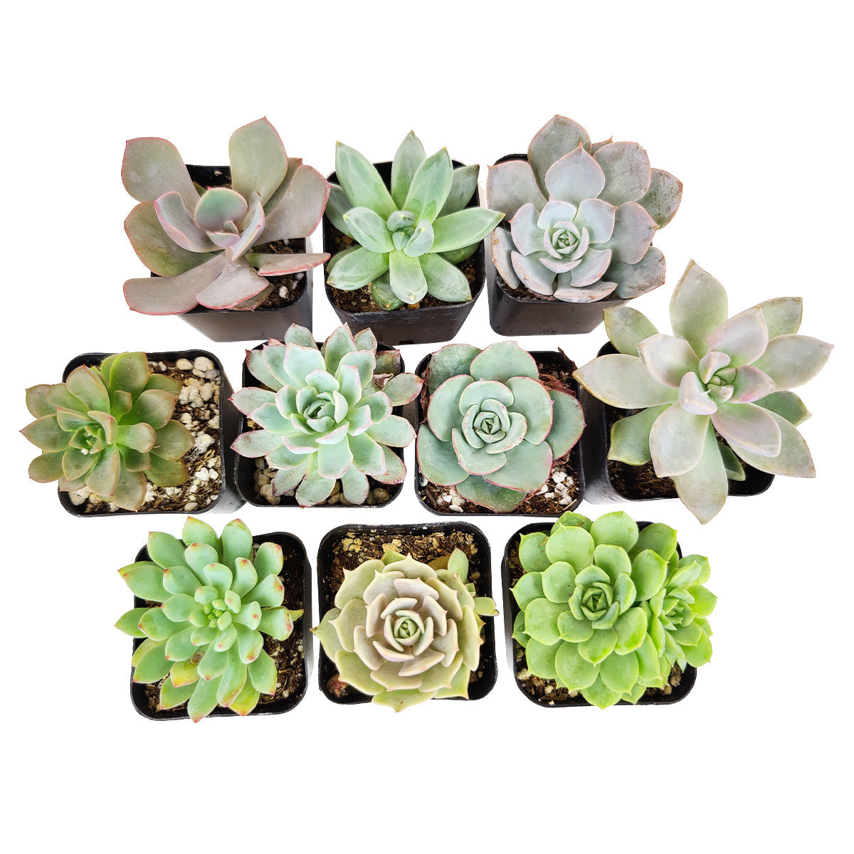 Echeveria Succulent 2" Pack