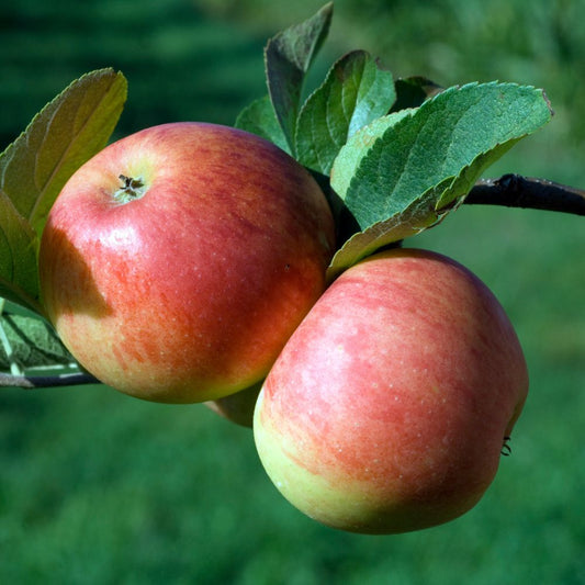 Apple Tree 'Cortland' (Zones 4 to 6)