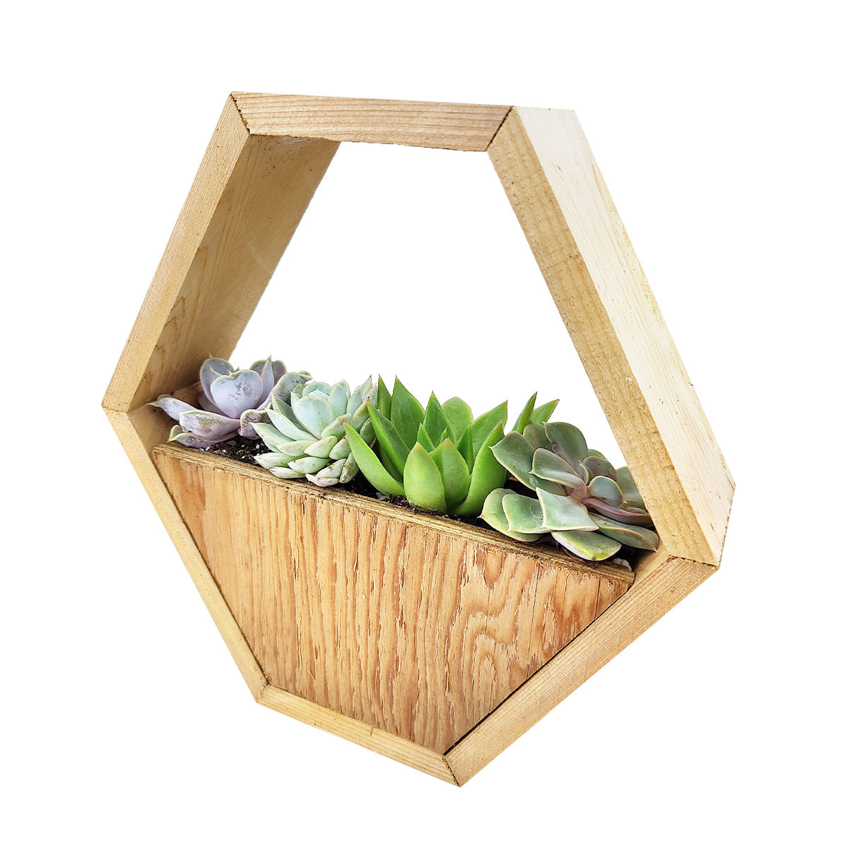 Succulent Arrangement in Hexagon Wall Planter