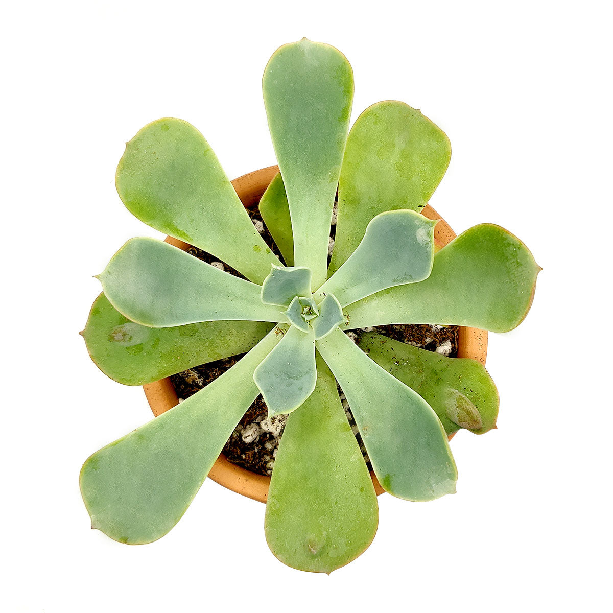 Echeveria Raindrops Succulent