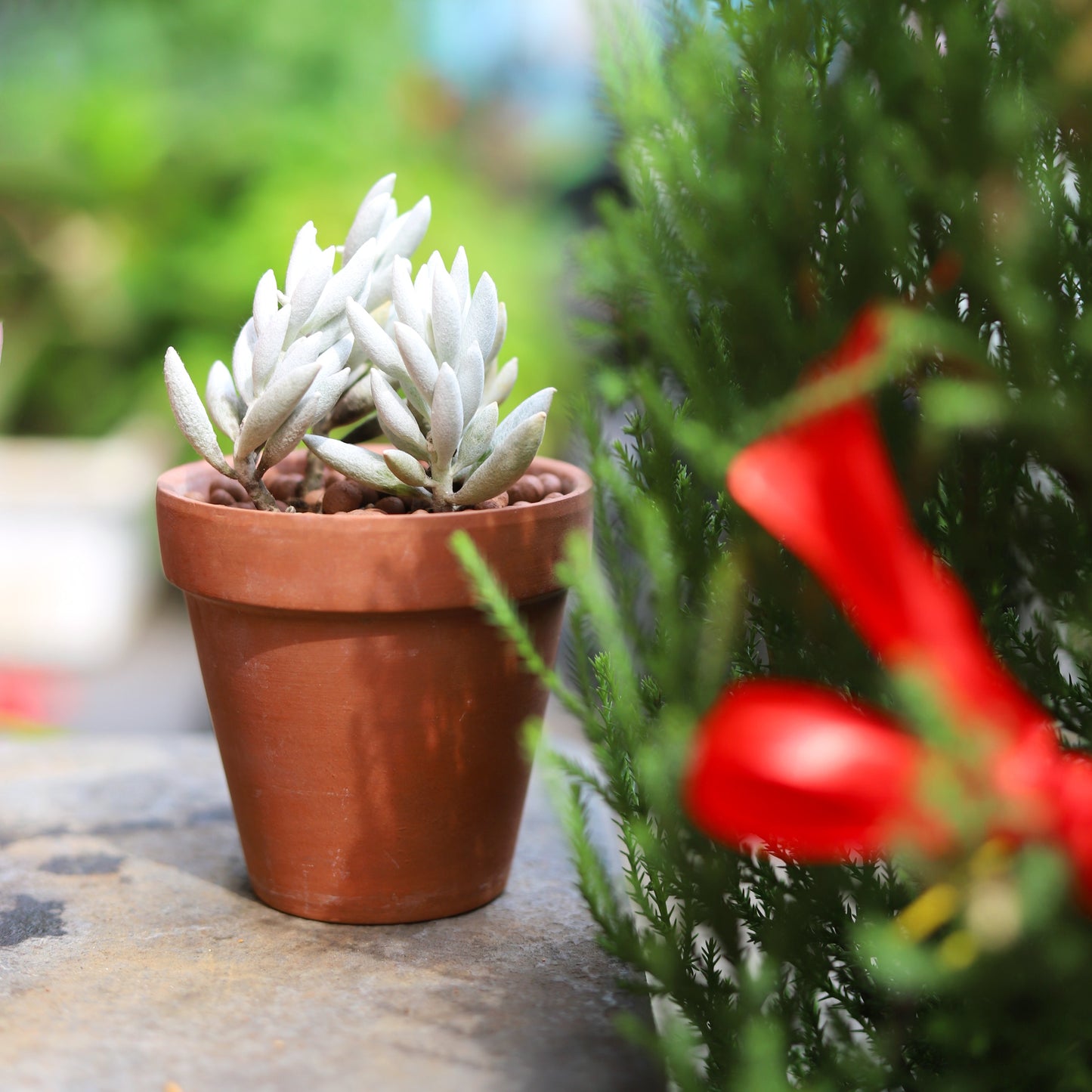 Senecio Cocoon Plant