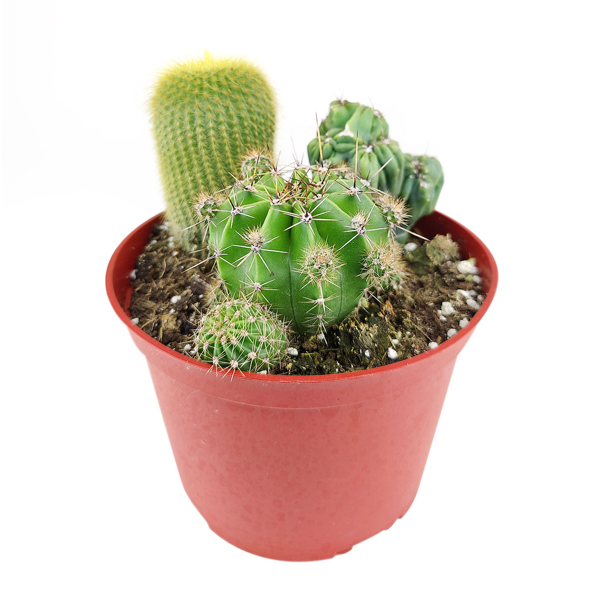 Cactus Garden Arrangement