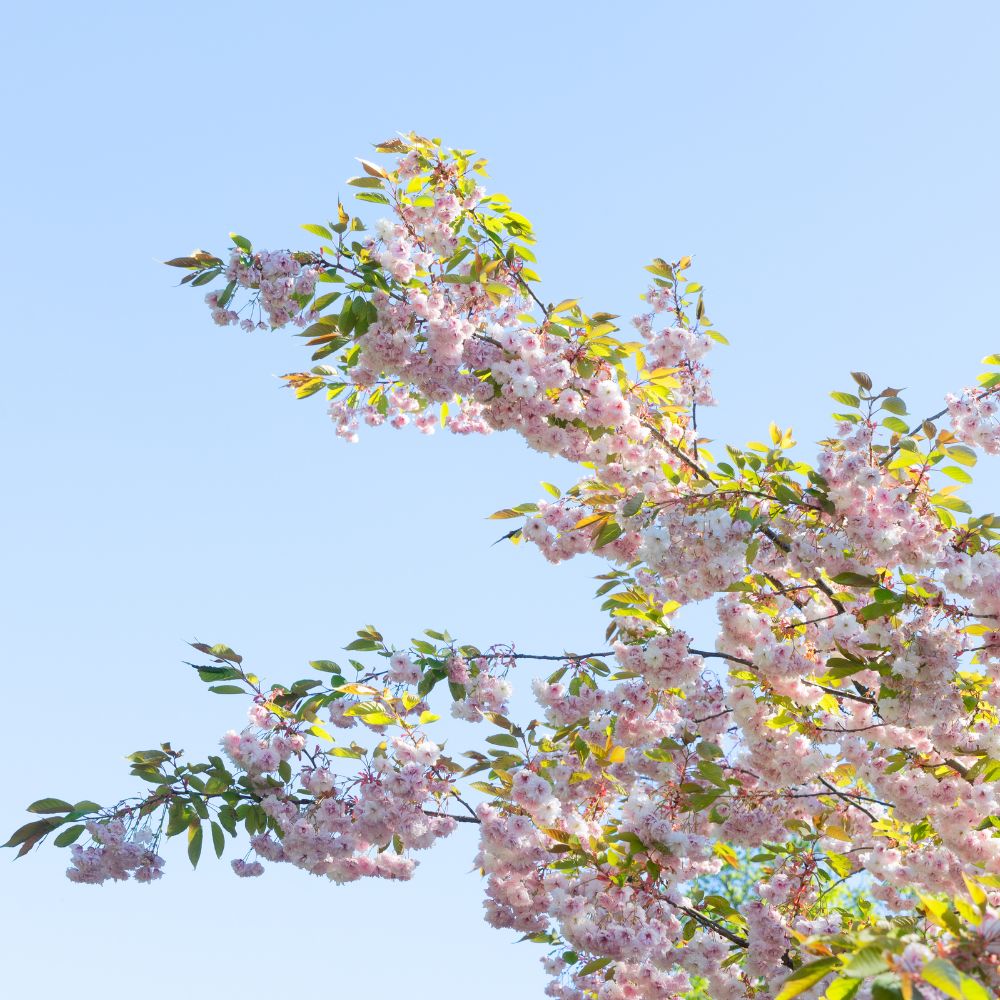 Ornamental Cherry tree 'Autumnalis Flowering Cherry Tree'