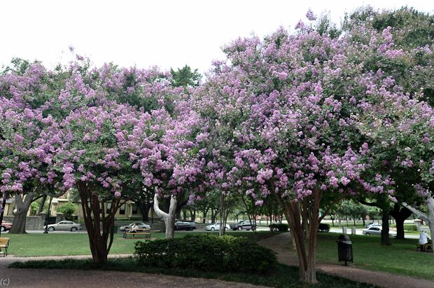 Crape Myrtle 'Muskogee'