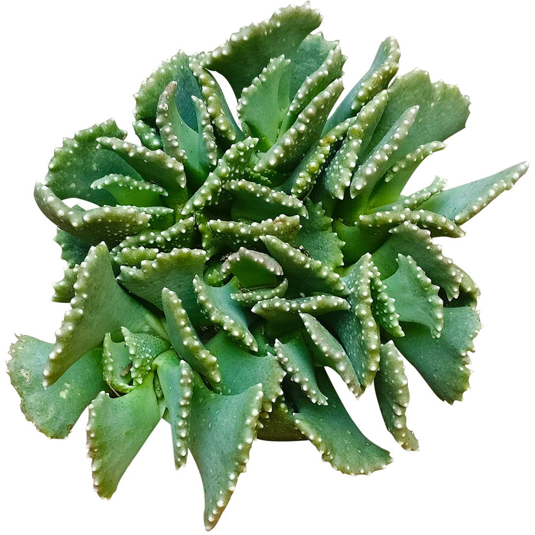 Giant Jewel Plant Succulent