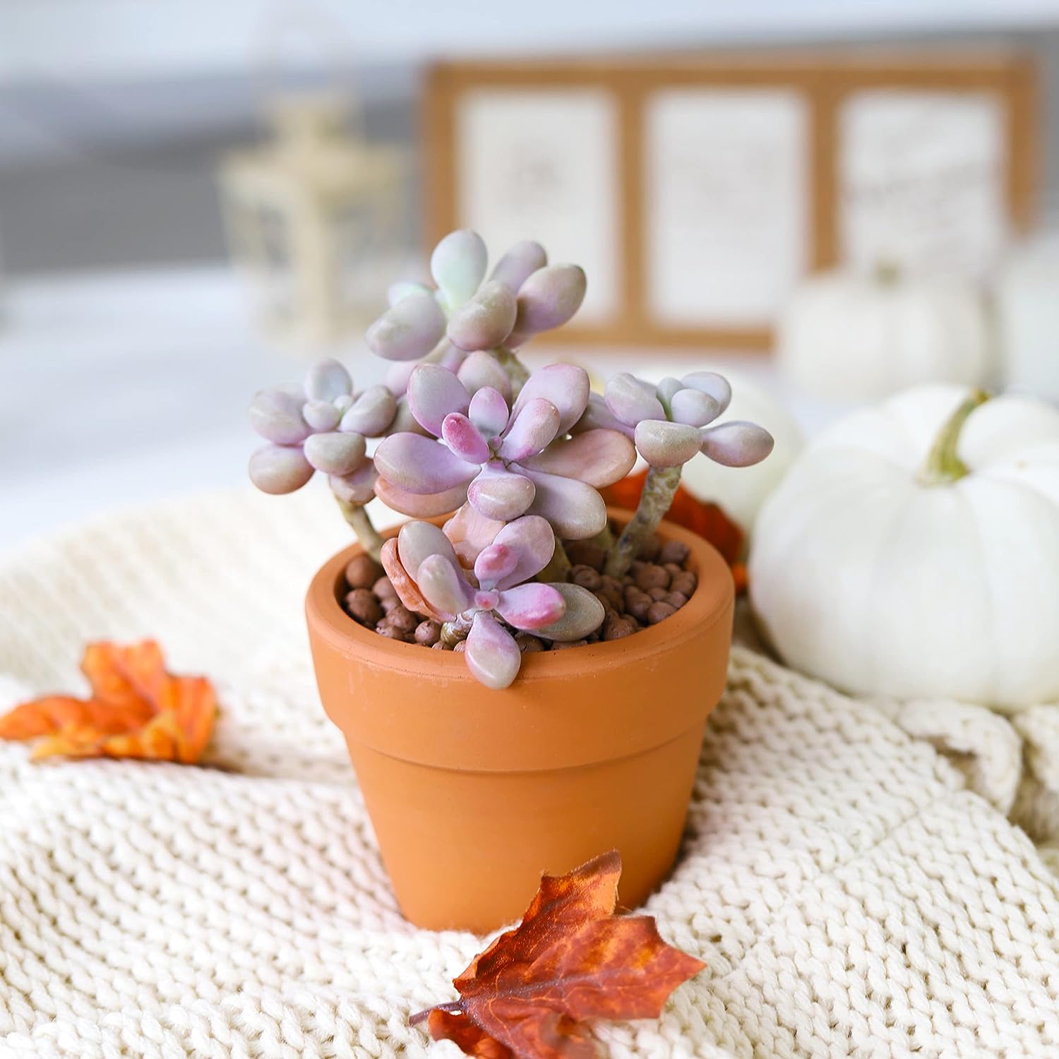 succulent pink moonstone Buy Moonstones Pachyphytum: A RARE Pink Succulent Gem 2 inch / White Modern Pot by Succulents Box