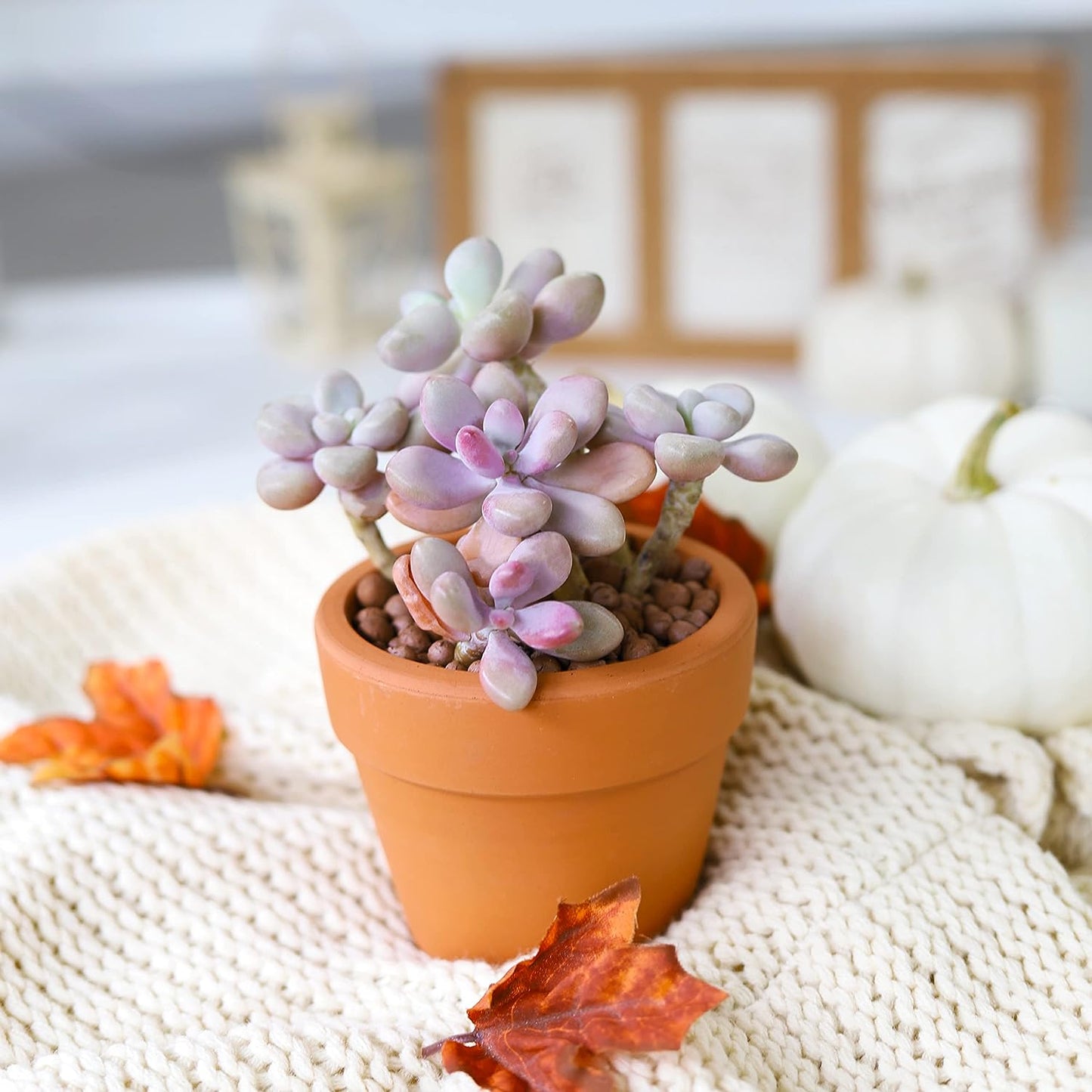 Moonstones Pachyphytum