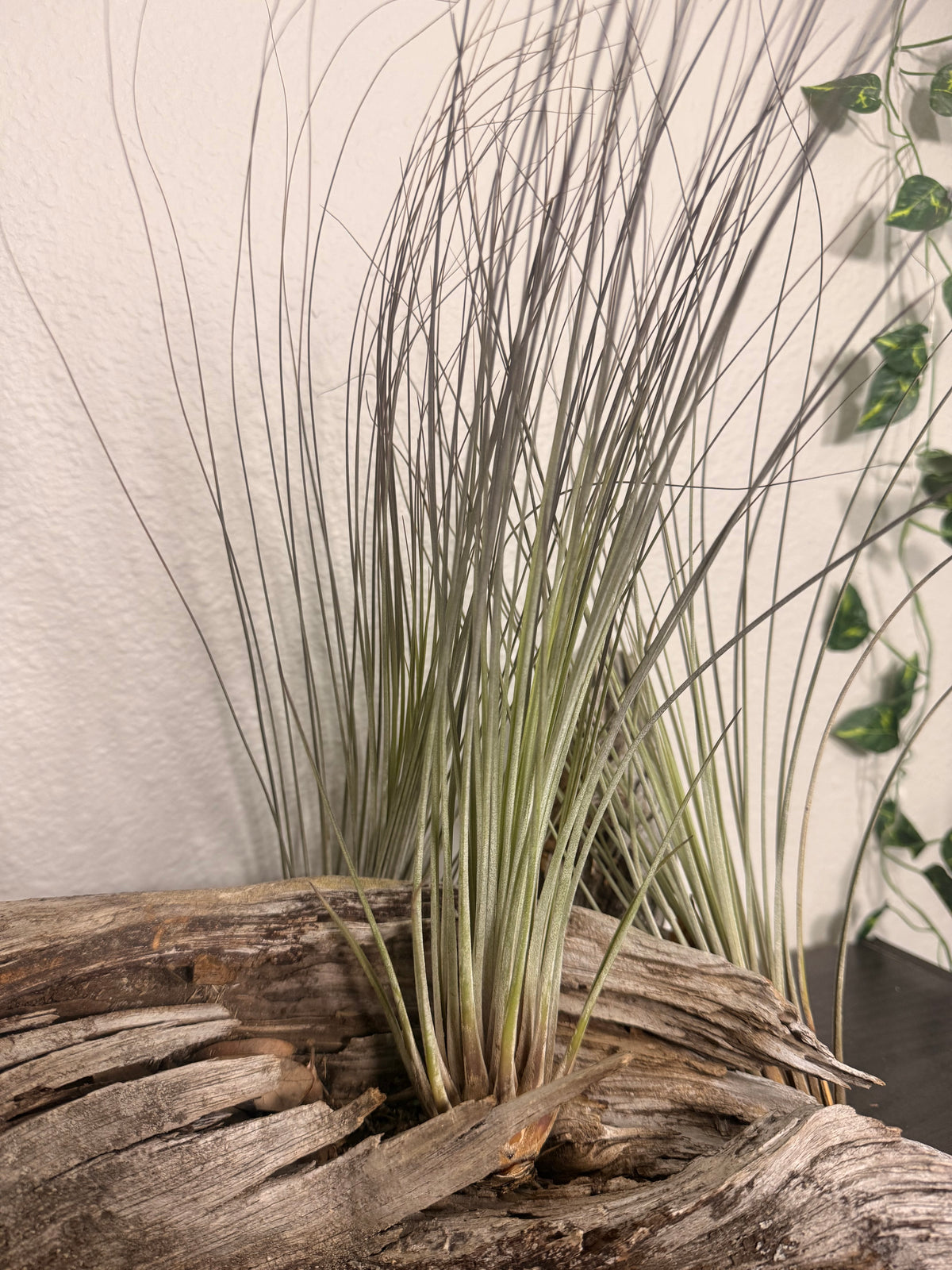 Tillandsia Juncea 3 Pack Air Plants - 7 to 10 Inches - Long Grass Air Plants - Easy Maintenance - Large Leaf Air Plant - Indoor Houseplant - Tropical