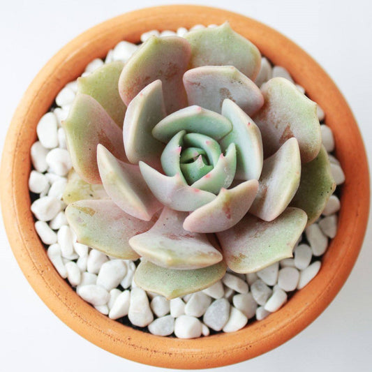 Echeveria Lola Succulent