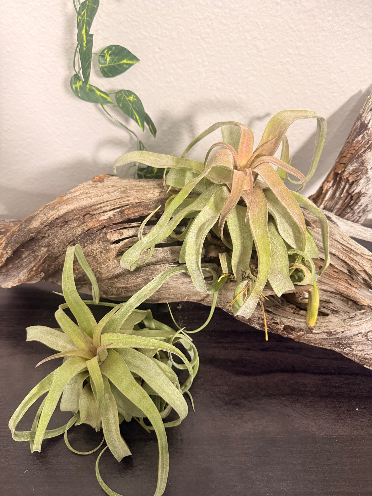 Tillandsia Streptophylla - Shirley Temple Air Plant - Curly Air Plant - 4 to 7 Inches - Easy Care Houseplant - No Soil Needed - Low to Moderate Light Tolerant - Bromeliad