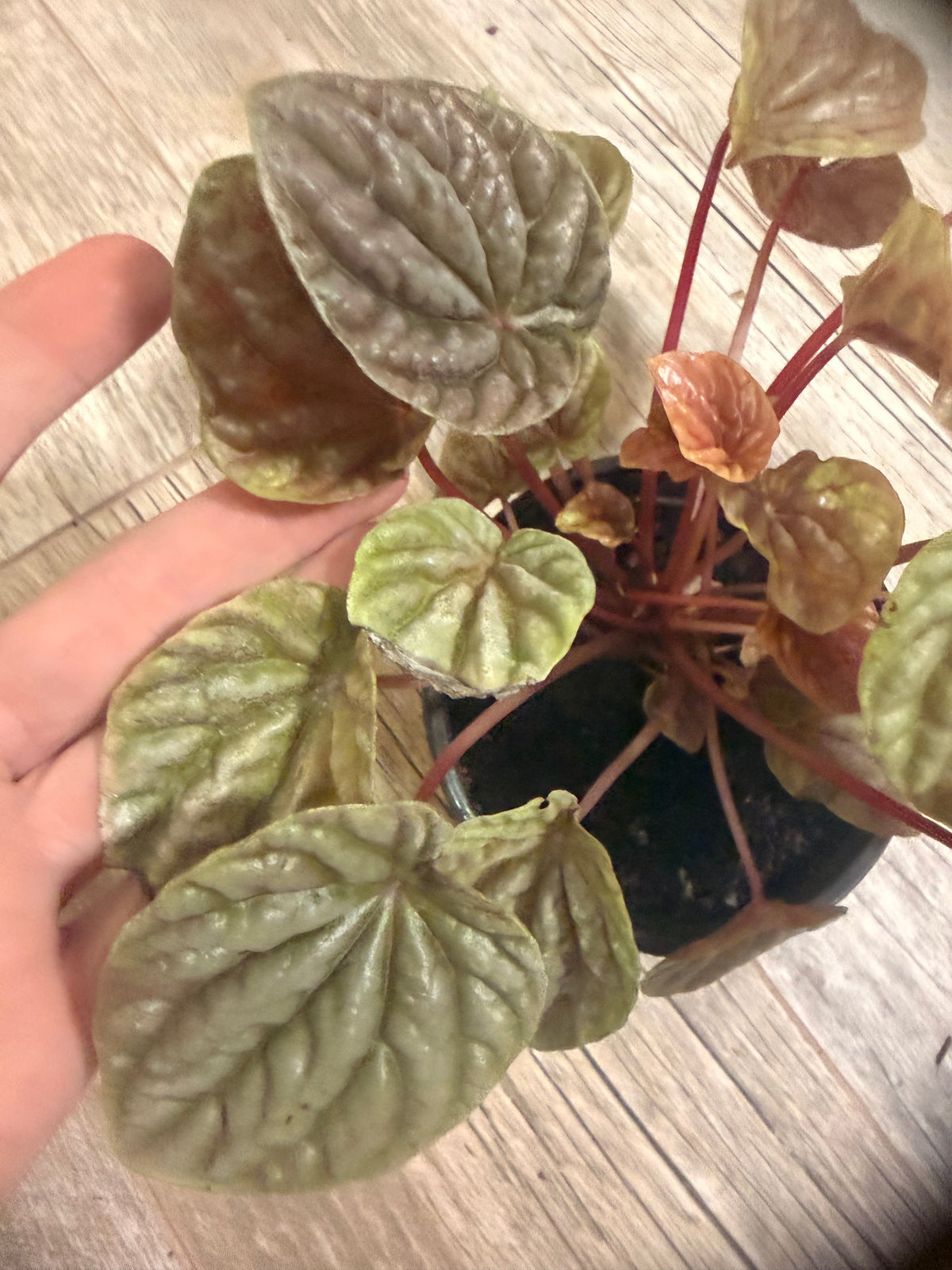 Peperomia 'Ripple Red' - Indoor Houseplant - Rich Red, Burgandy and Deep Green Foliage - Compact Growth Style - Textured Round Leaves - Easy Care and Low Maintenance Plant - Tropical Indoor