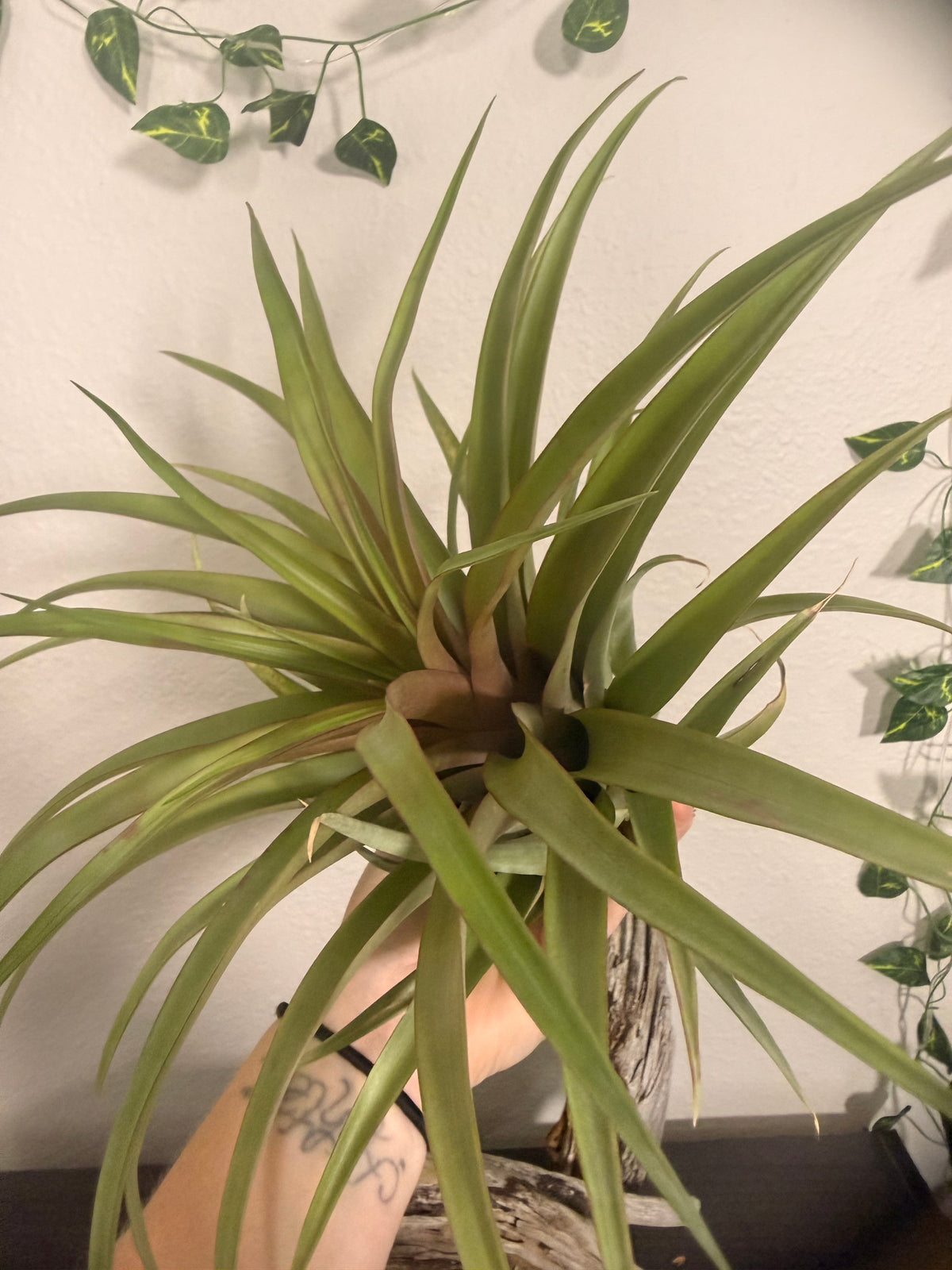 Capitata Red - 10 to 12 Inches - Large Full Air Plant - Red Leaf Flush When Blooming - Indoor Tropical Air Plant - Easy Care - Moderate to Bright Light Tolerant - Air Purifying - Unique and Rare Houseplant