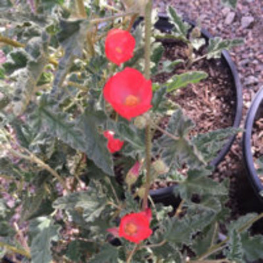 ‘Louis Hamilton' Apricot Mallow