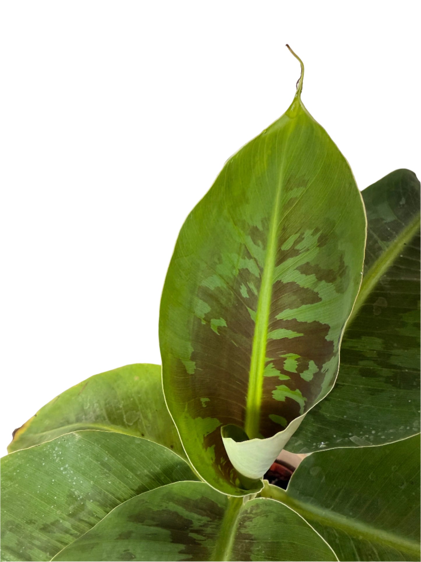 Live Musa Banana Tree - Dwarf Banana Tree - Easy Care Indoor Tropical Banana Tree - Zones 9 to 11 - Container Gardening