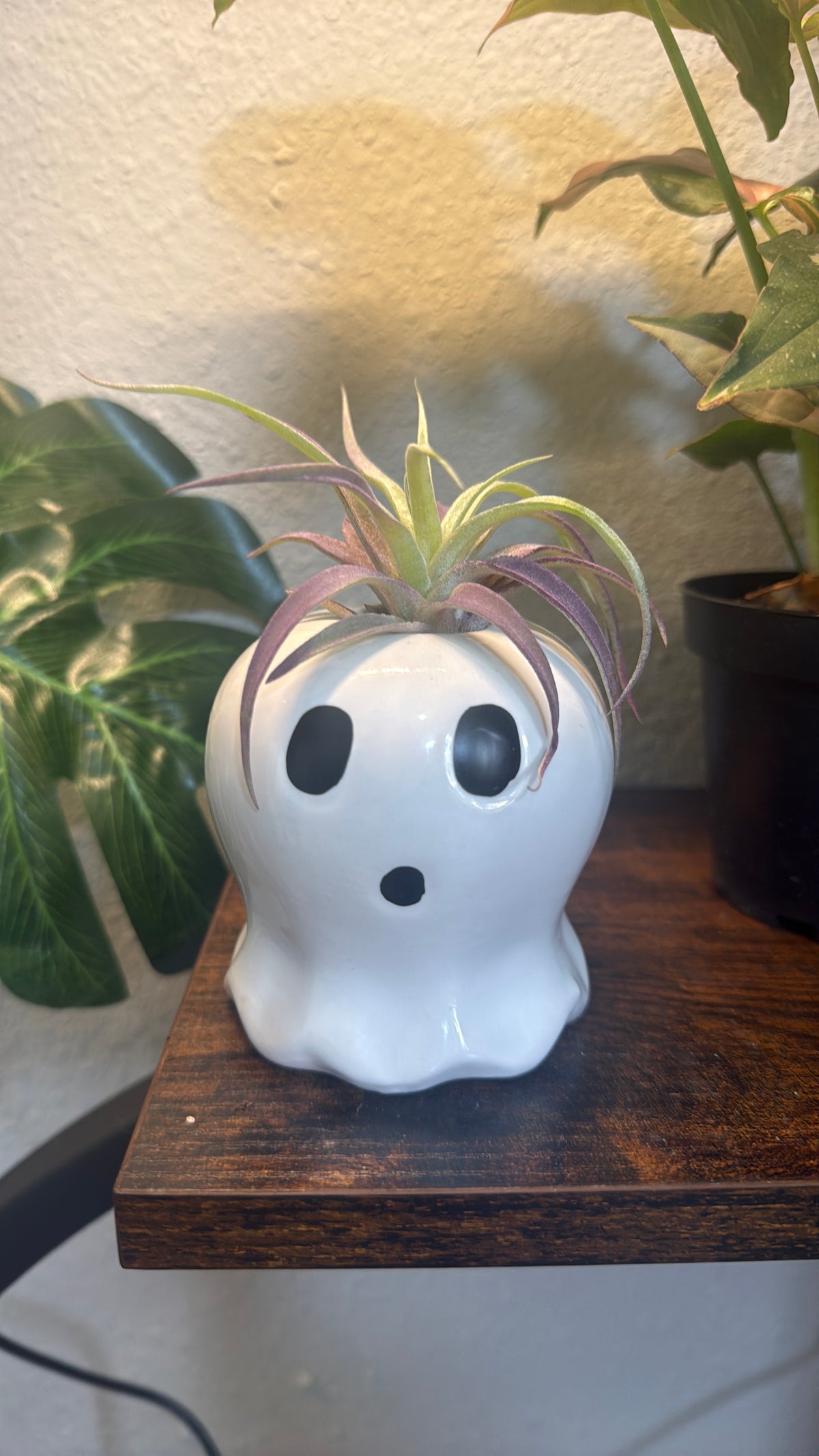 Halloween Ghost and Pumpkin Duo with Live Air Plants - Office Decor - Fall Theme Plant Decor - Air Plant Holder - Halloween Decor - Medium Live Air Plant - Ionantha - Harrissi