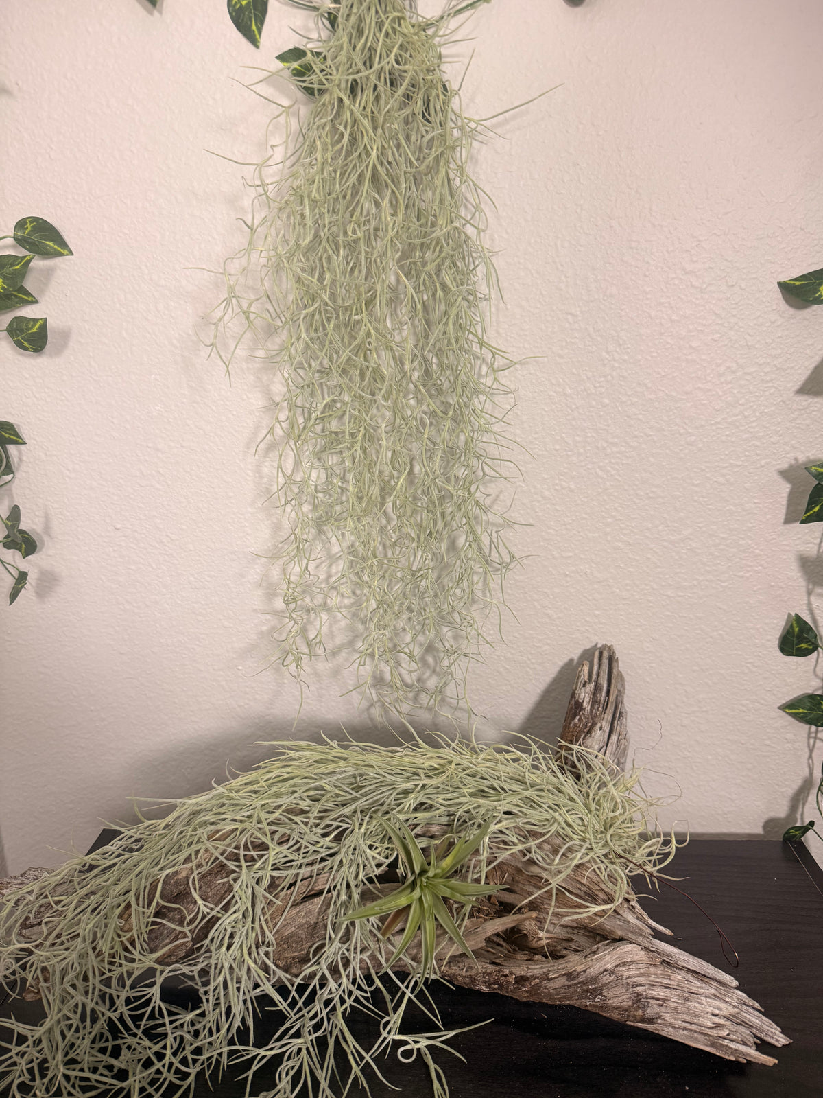 Usenoides 2 Pack - Tropical Moss Air Plant - Silvery Green - Soft Velvet Like Texture - Live Air Plant - Low Maitanance  - Indoor House Plant