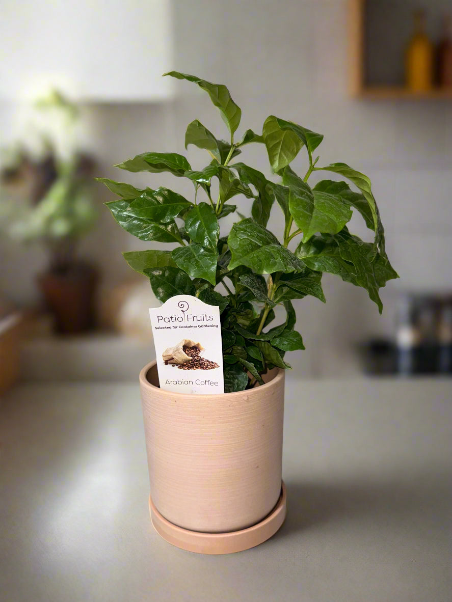 Arabica Coffee Plant - Indoor Tropical Plant - Easy Care - Container Growing - Organic Gardening - Easy to Grow