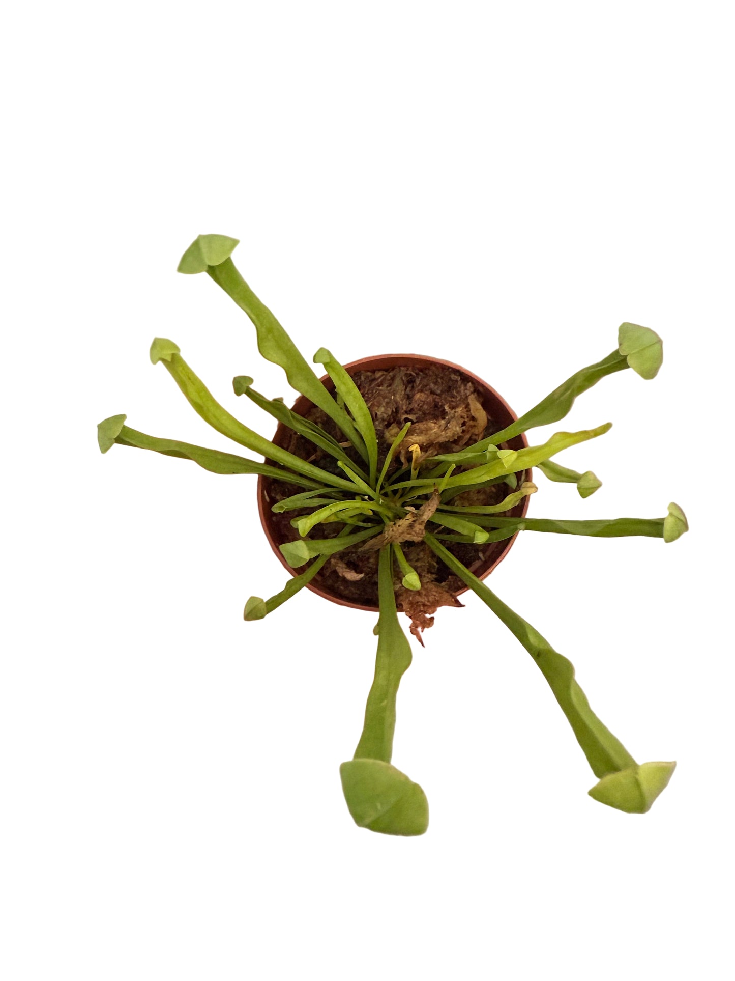 Mix of Carnivorous Live Plants - Low-Maintenance - Sundew - Sarracenia - Nepanthes - Insect-eating Plants - Terrarium Carnivorous Plants