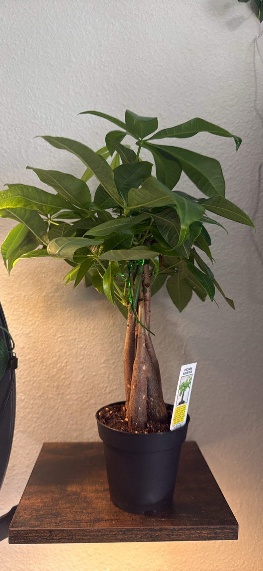 Braided Money Tree - 'Guiana Chestnut' - 3 Inch Nursery Pot- Tropical Houseplant - Pachira Braid - Good Luck Tree - Indoor Houseplant - Bright Indirect Light Plant -