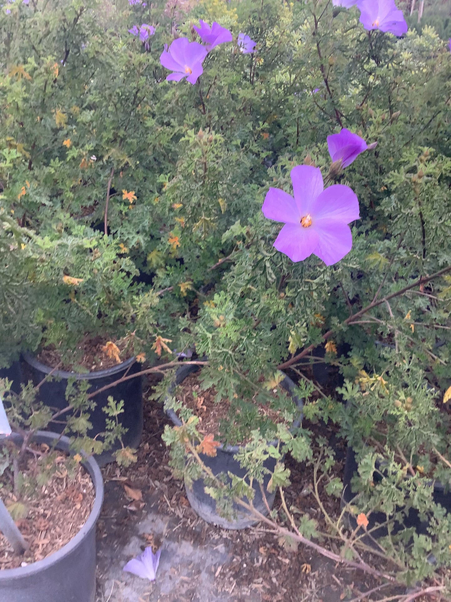 ‘Santa Cruz’ Blue Hibiscus (1 Gal.)