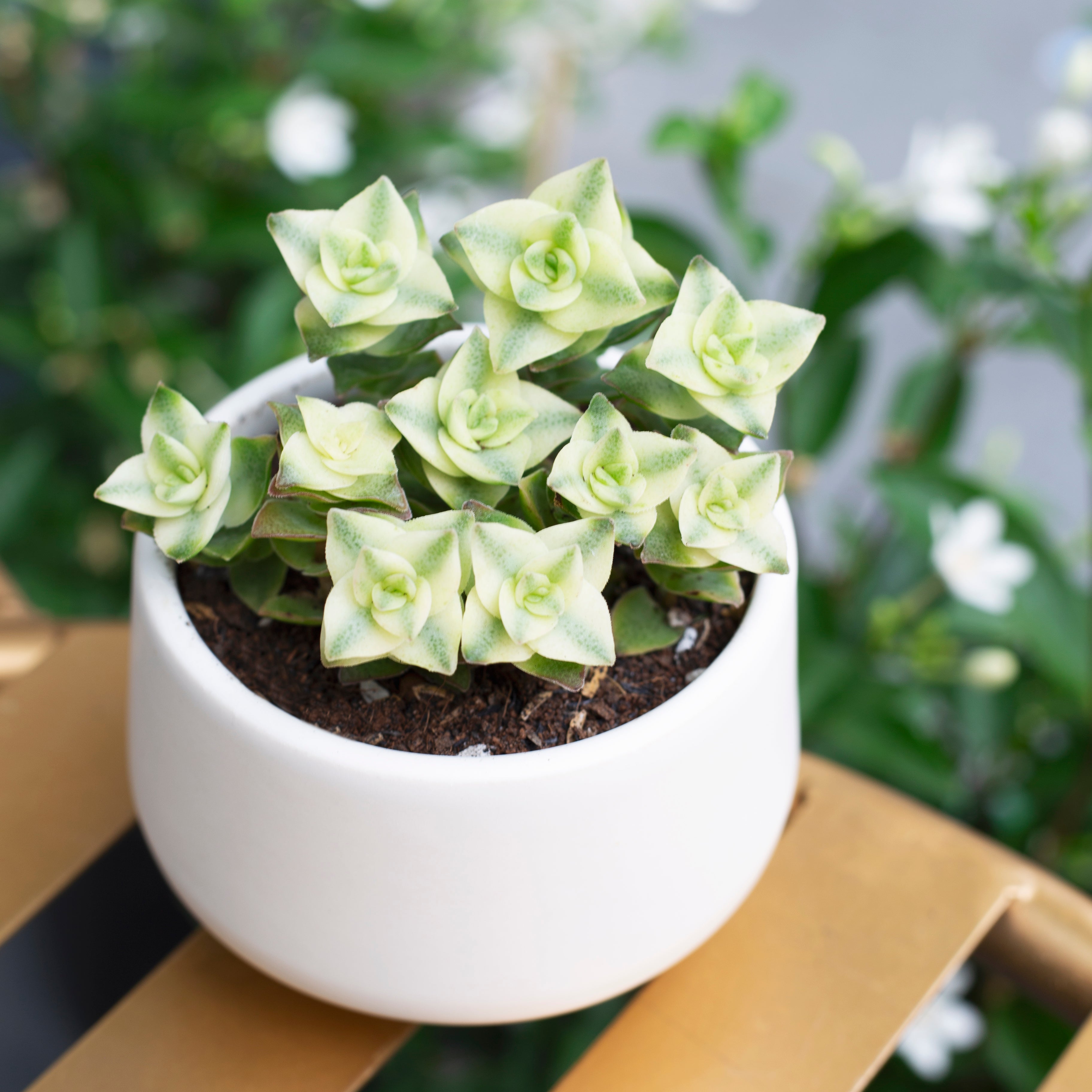 Variegated String of Buttons – Lovehopegrow