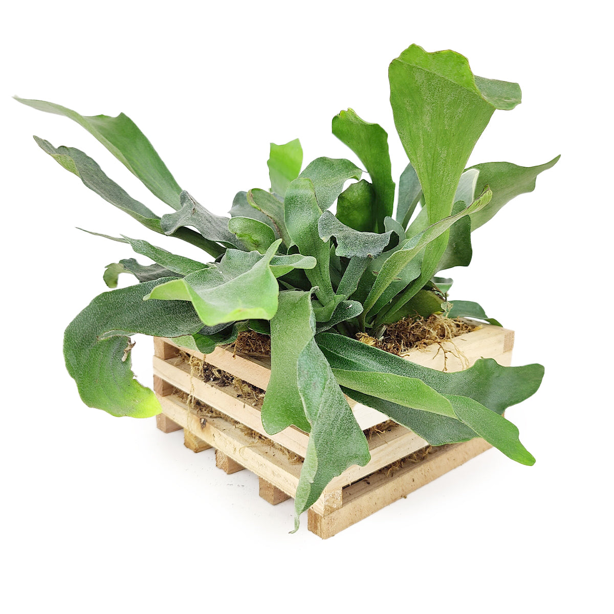 Staghorn Fern in Wood Planter