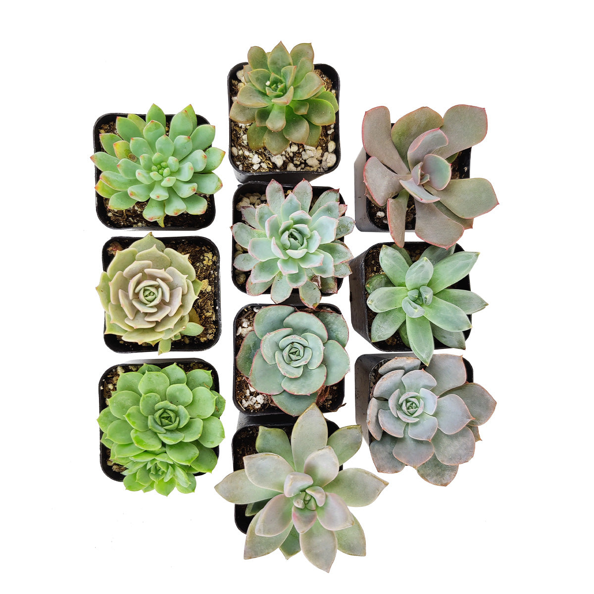 Echeveria Succulent 2" Pack