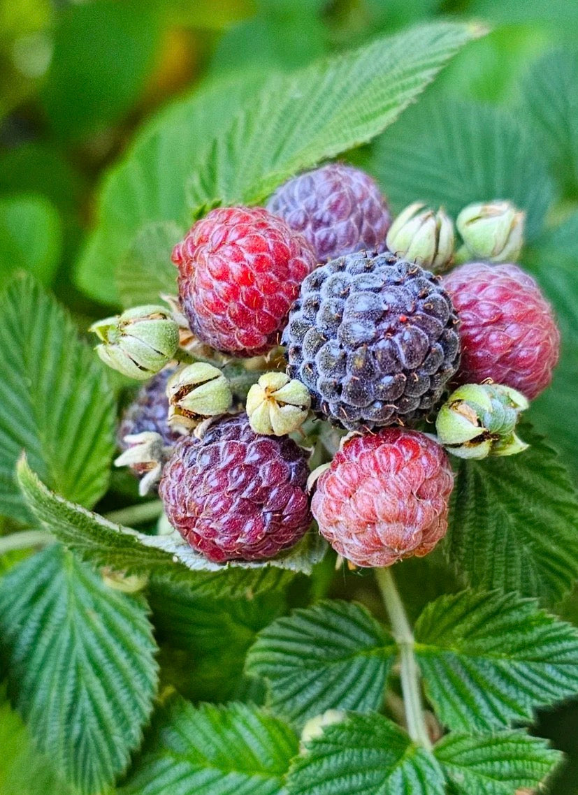 Mysore Red Raspberry