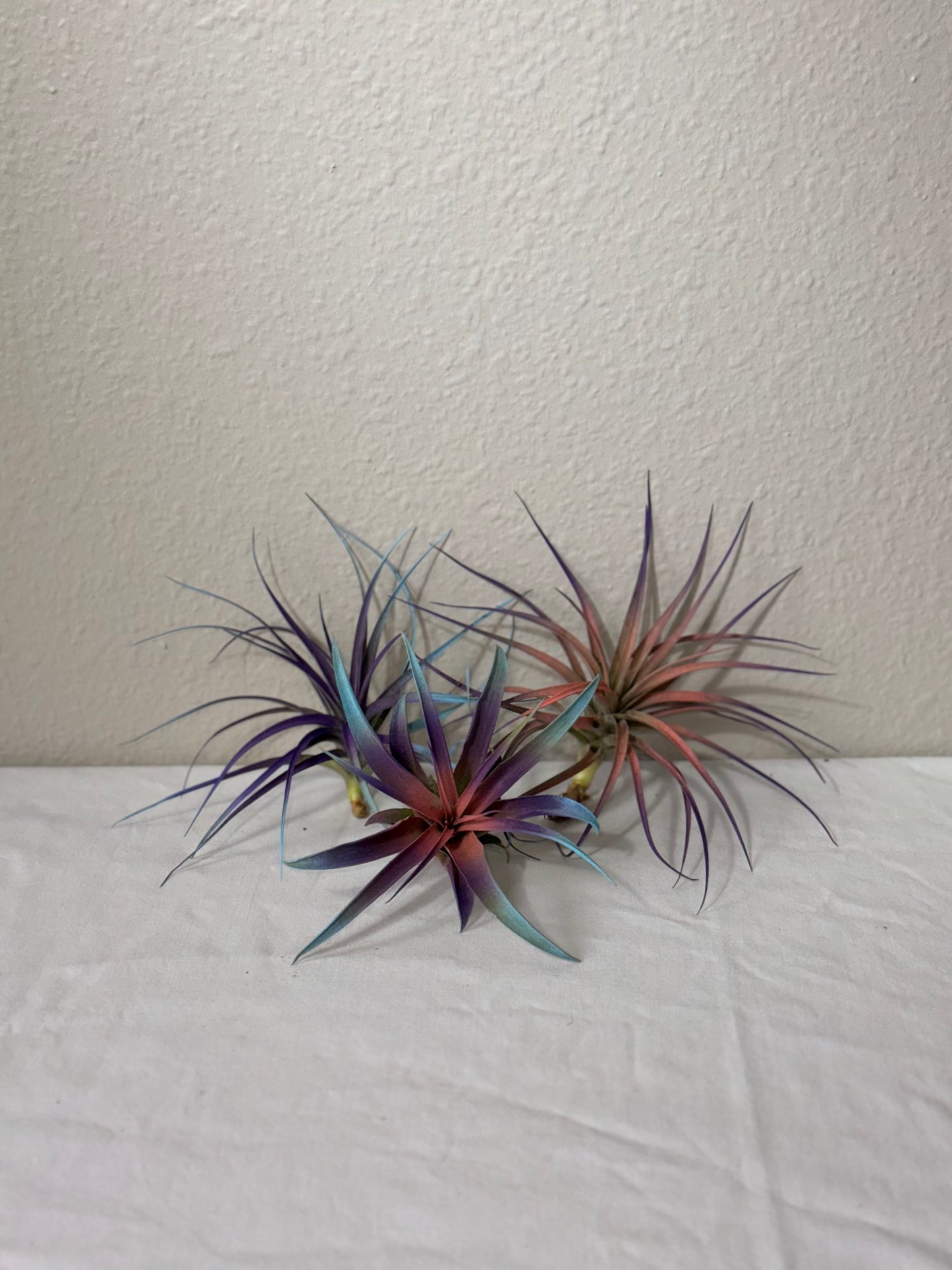 3 Pack Summer 2025 Air Plants - Air Purifying - No Dirt Needed - Air Plant - Easy Care Indoor Plant - Colorful Decoration Plant