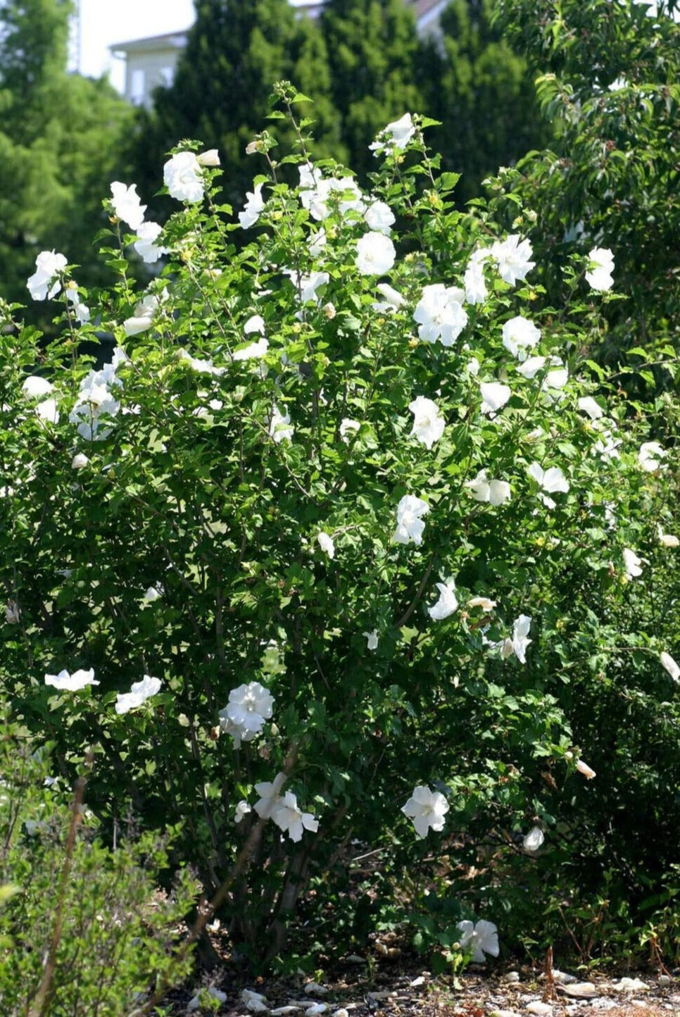 Rose of Sharon - Shrub Althea - Hibiscus 'Diana'