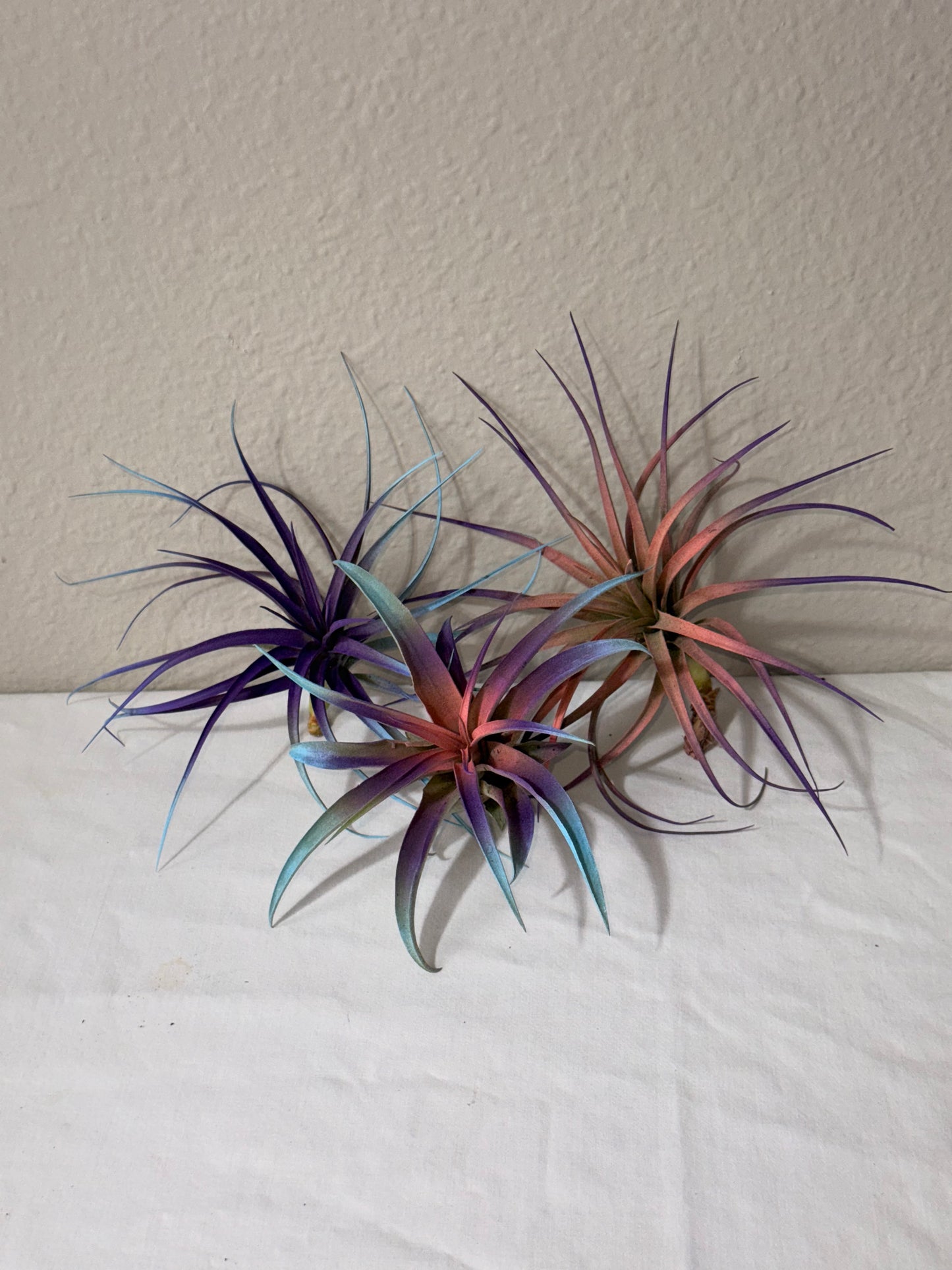 3 Pack Summer 2025 Air Plants - Air Purifying - No Dirt Needed - Air Plant - Easy Care Indoor Plant - Colorful Decoration Plant