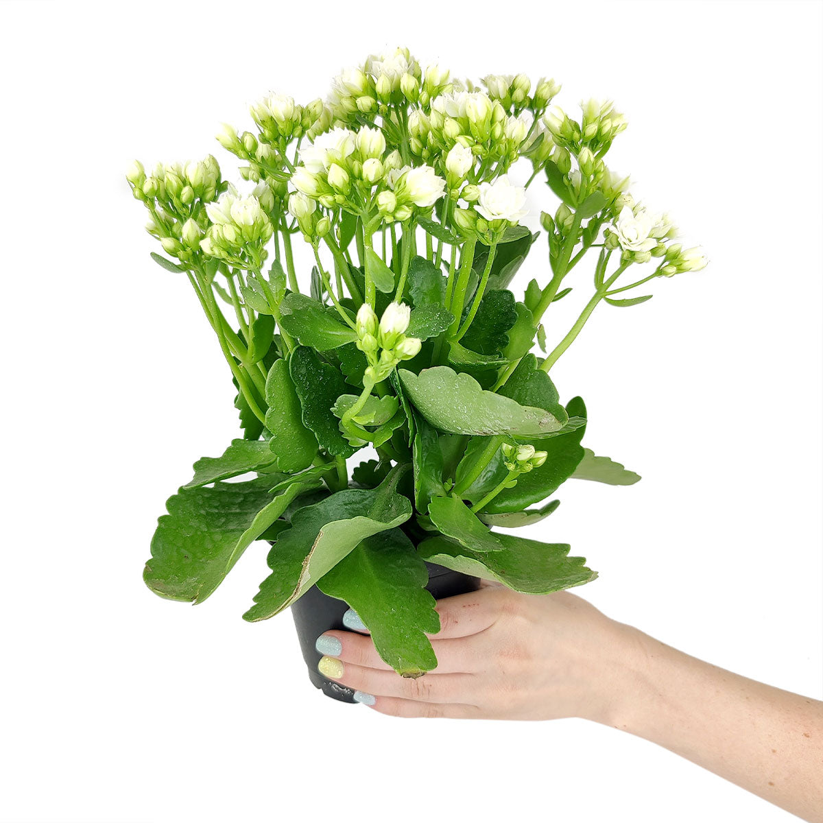 Kalanchoe blossfeldiana 'Calandiva White'