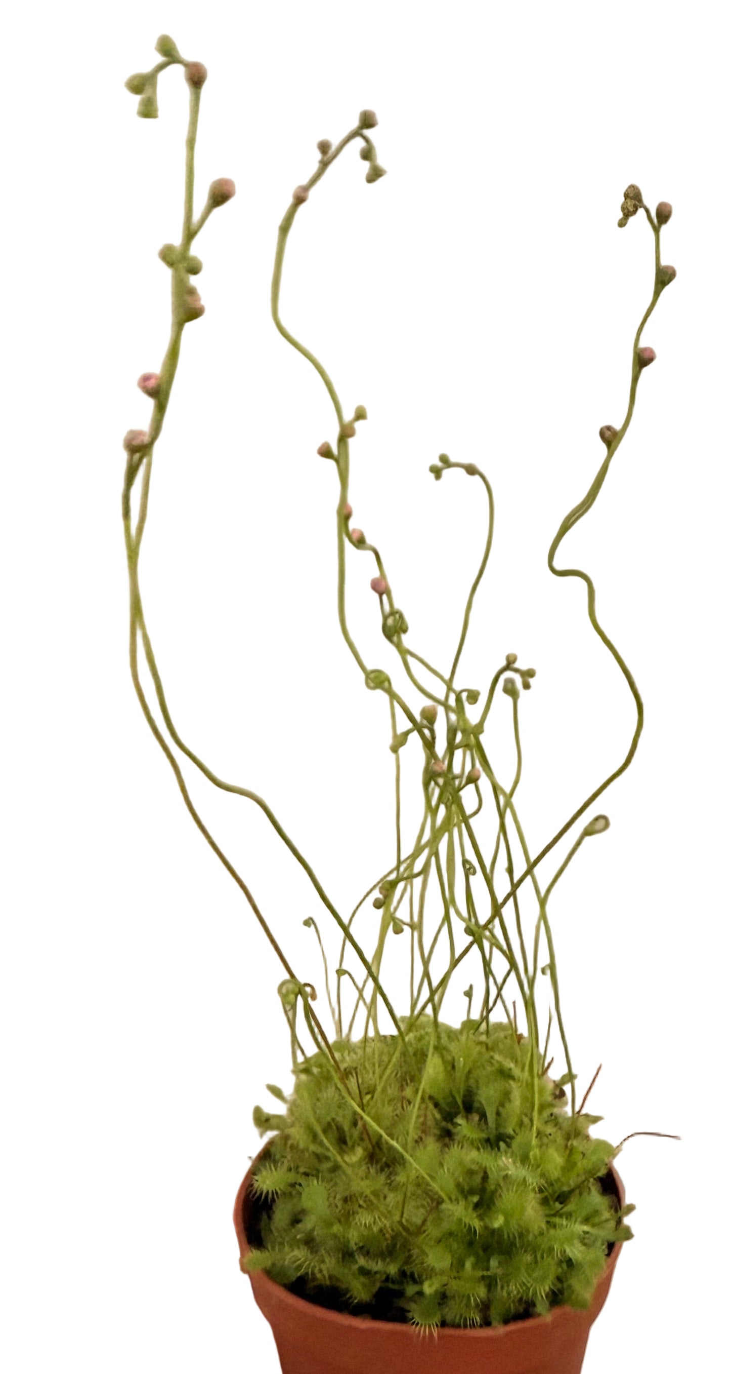 Mix of Carnivorous Live Plants - Low-Maintenance - Sundew - Sarracenia - Nepanthes - Insect-eating Plants - Terrarium Carnivorous Plants