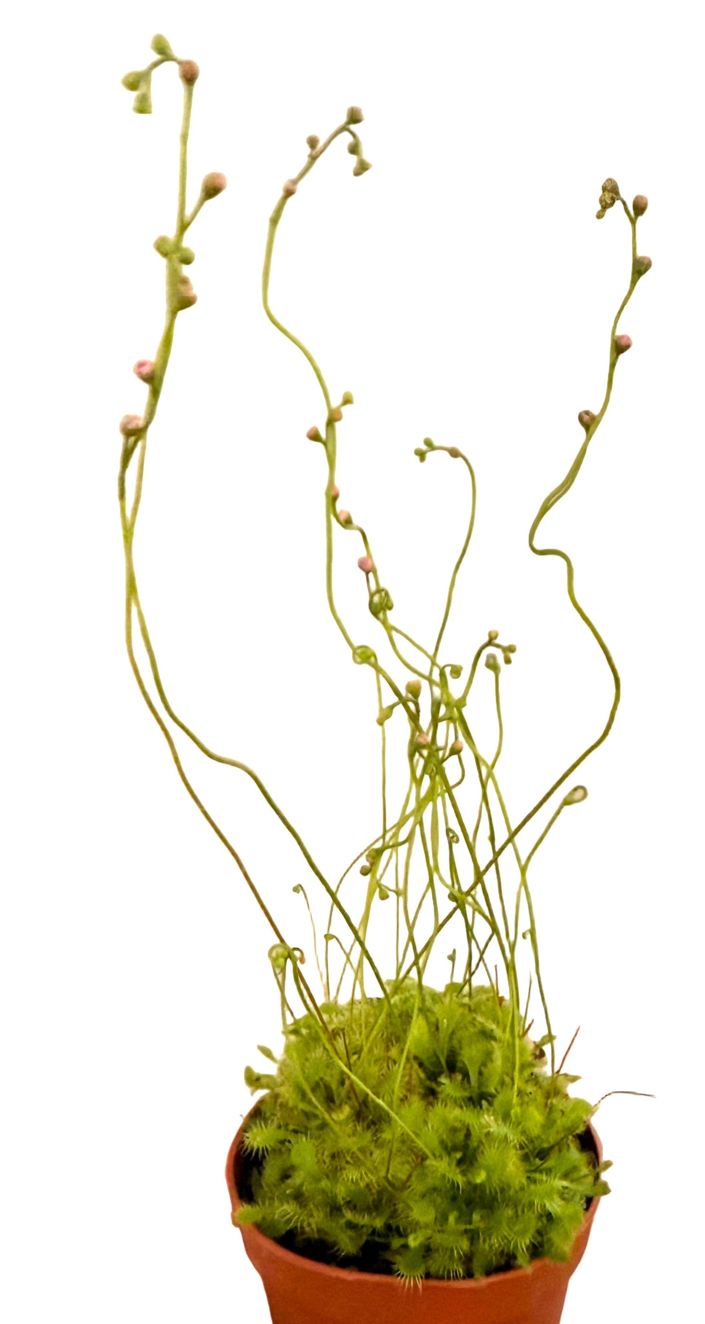 2” Spoonleaf Sundew (Drosera spathulata) – Live Carnivorous Plant - Insect-eating Plant - Terrarium Plant - Small Carnivorous Plant - Beginner Carnivorous Plant - Drosera Live Plant - Sundew Houseplant