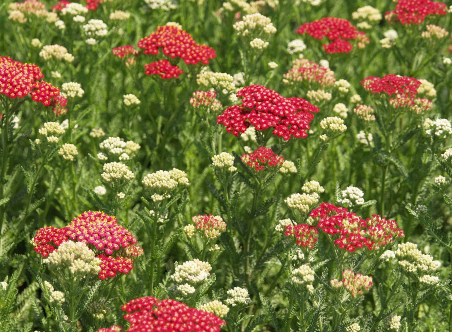 Vintage Red Yarrow Plant (1 Gal.)