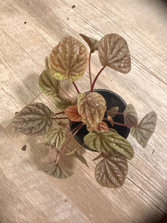 Peperomia 'Ripple Red' - Indoor Houseplant - Rich Red, Burgandy and Deep Green Foliage - Compact Growth Style - Textured Round Leaves - Easy Care and Low Maintenance Plant - Tropical Indoor