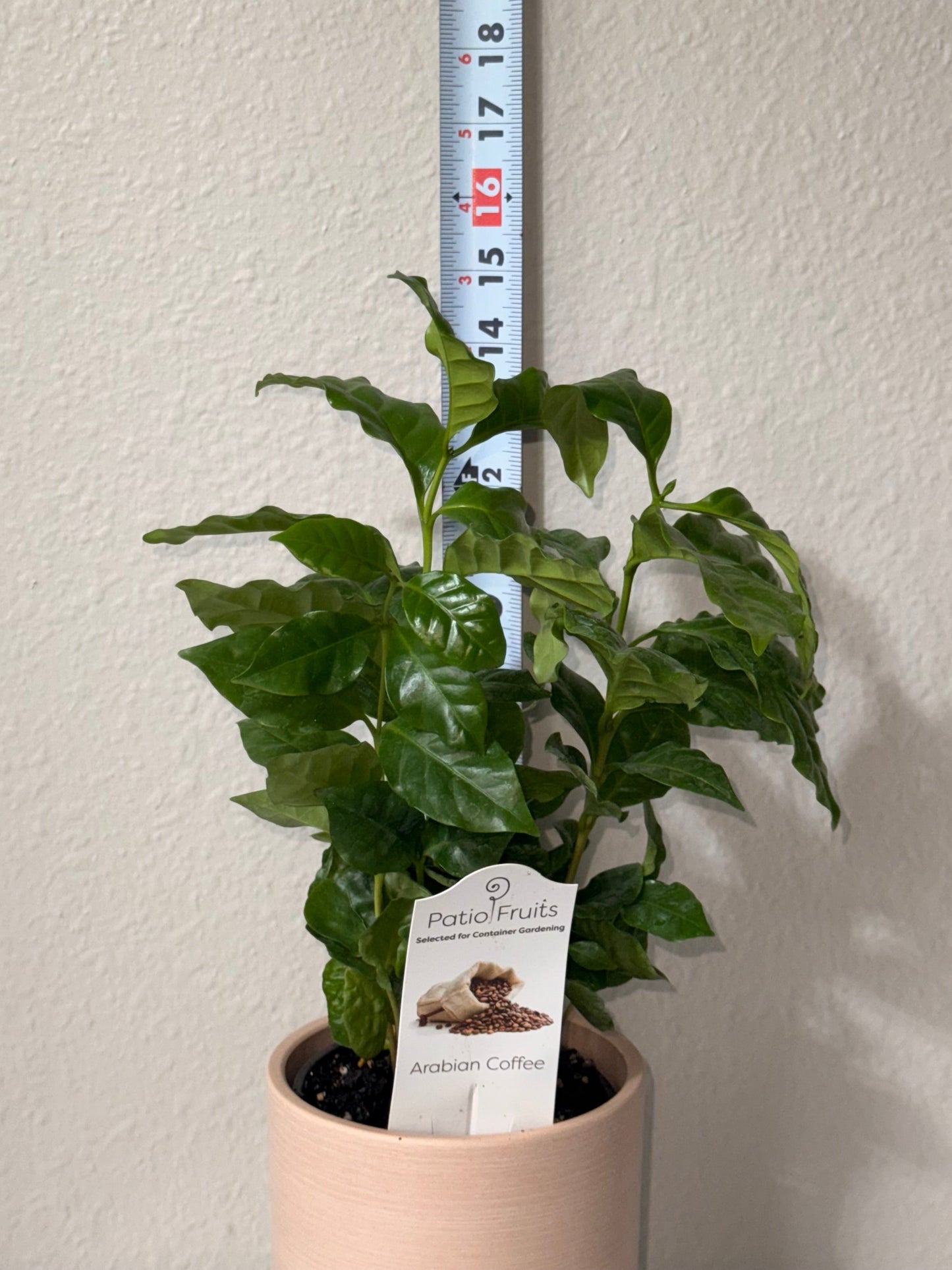 Arabica Coffee Plant - Indoor Tropical Plant - Easy Care - Container Growing - Organic Gardening - Easy to Grow