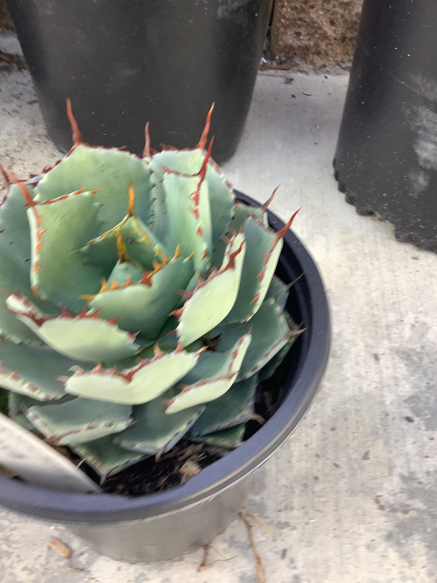 Artichoke Agave